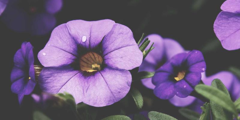 IT教程：基于意图的网络如何重塑编程开发中的网络管理范式