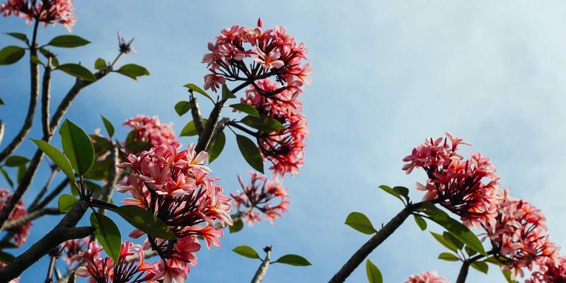 网络技术37与CCSUN007:现代软件工具如何重塑技术生态