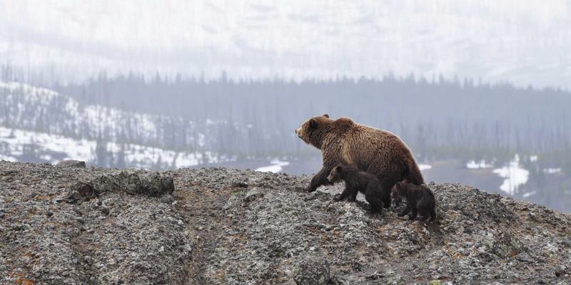 网络技术53：编程开发与资源分享的新纪元